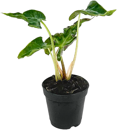 Alocasia Loco