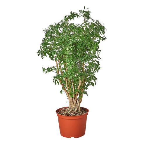 Aralia Ming Stump plant with feathery, deeply lobed green foliage on multiple gnarled trunks, potted in a terracotta nursery pot against a white background