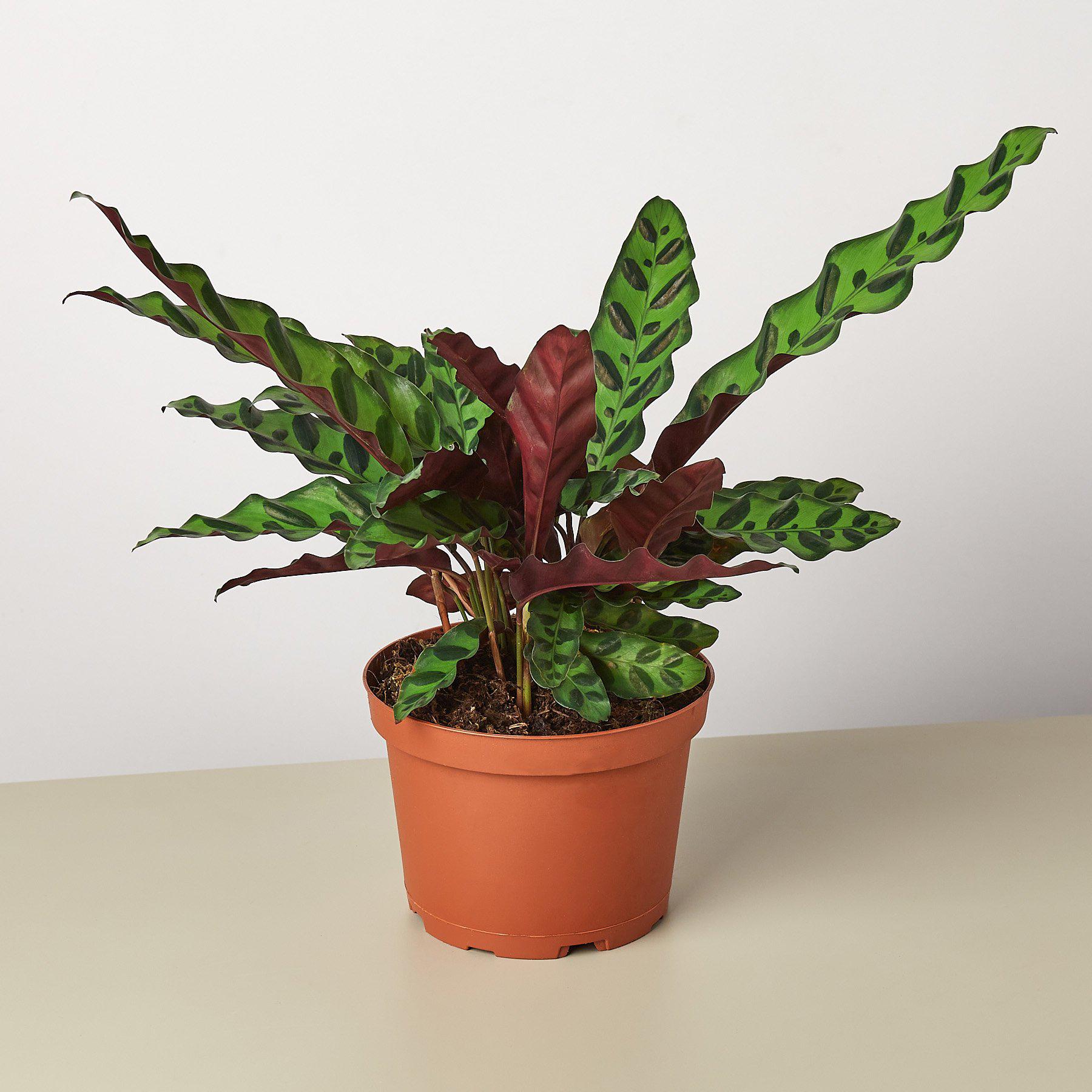 Horticulturist in denim apron holding a small Maranta Red Prayer plant in a terracotta nursery pot