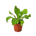 Bird's Nest Nidus Fern; Lush Sculptural Fern for Earthy Indoor Plant Styling