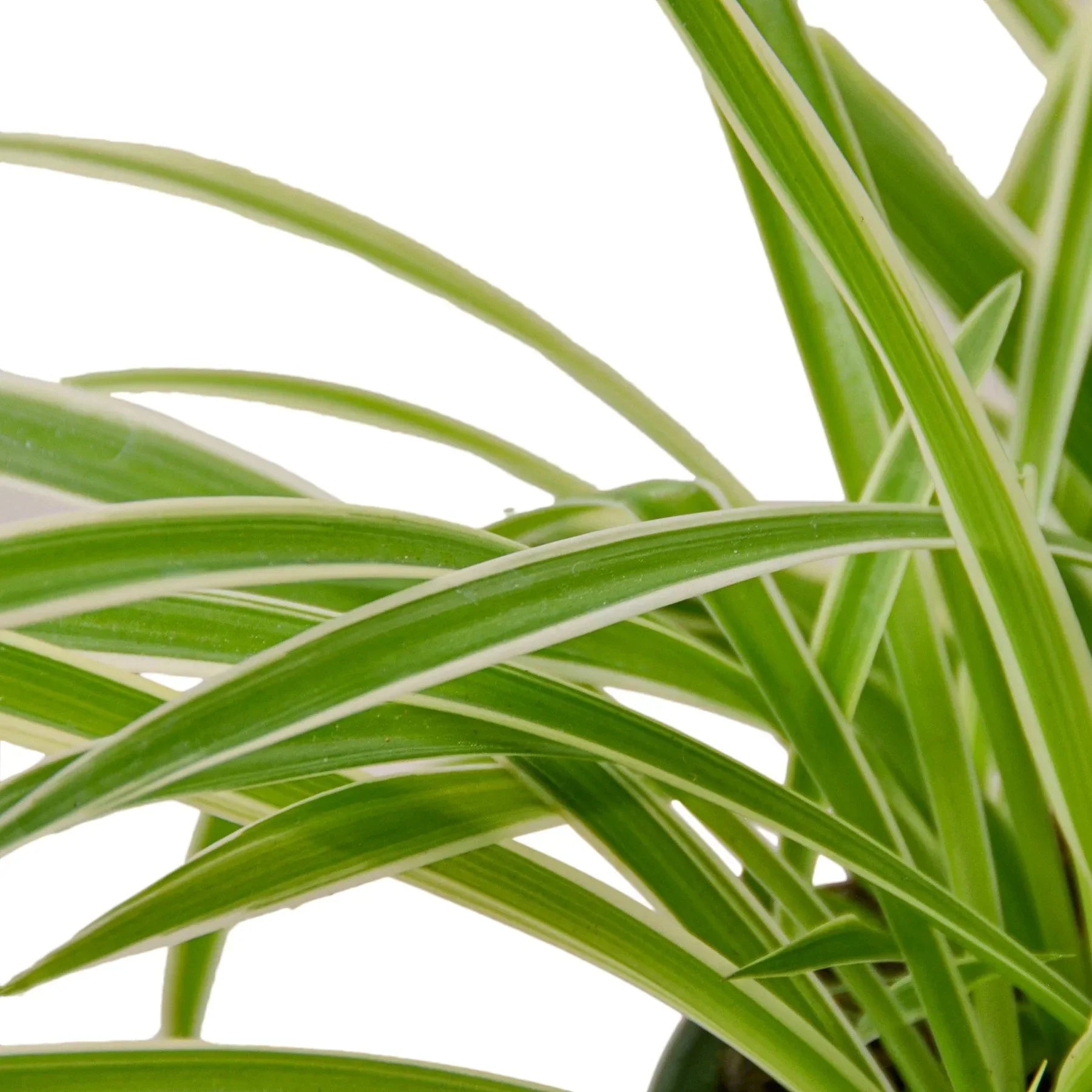 Close-up of Reverse Spider Plant showing cream-centered leaves with green edges arching outward