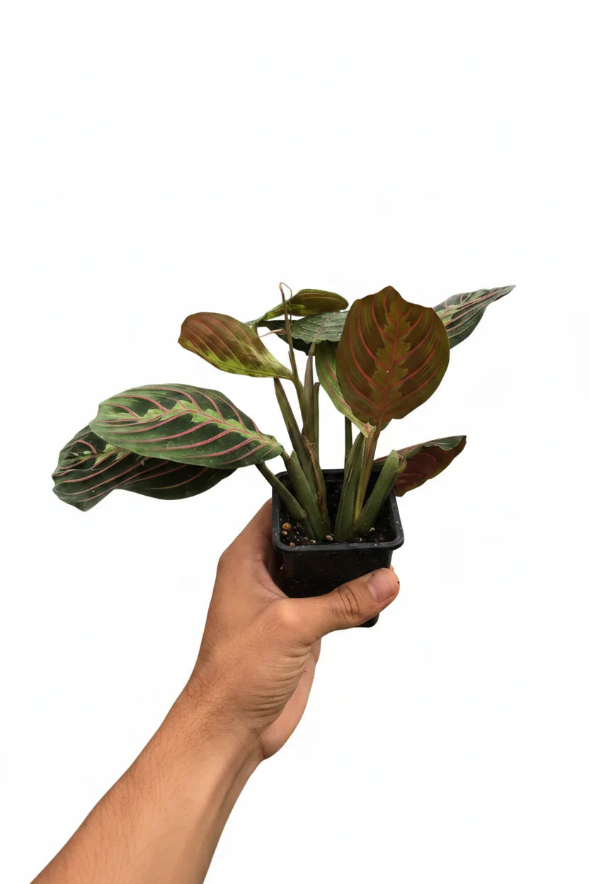 Hand holding a small Maranta Red Prayer plant in a black square nursery pot showing young leaves with red veining and purple undersides