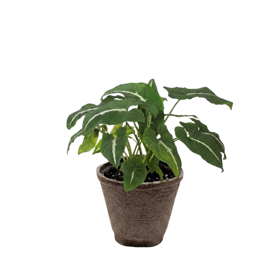 Syngonium wendlandii Black Velvet in a white decorative pot styled on a shelf in a warm indoor setting