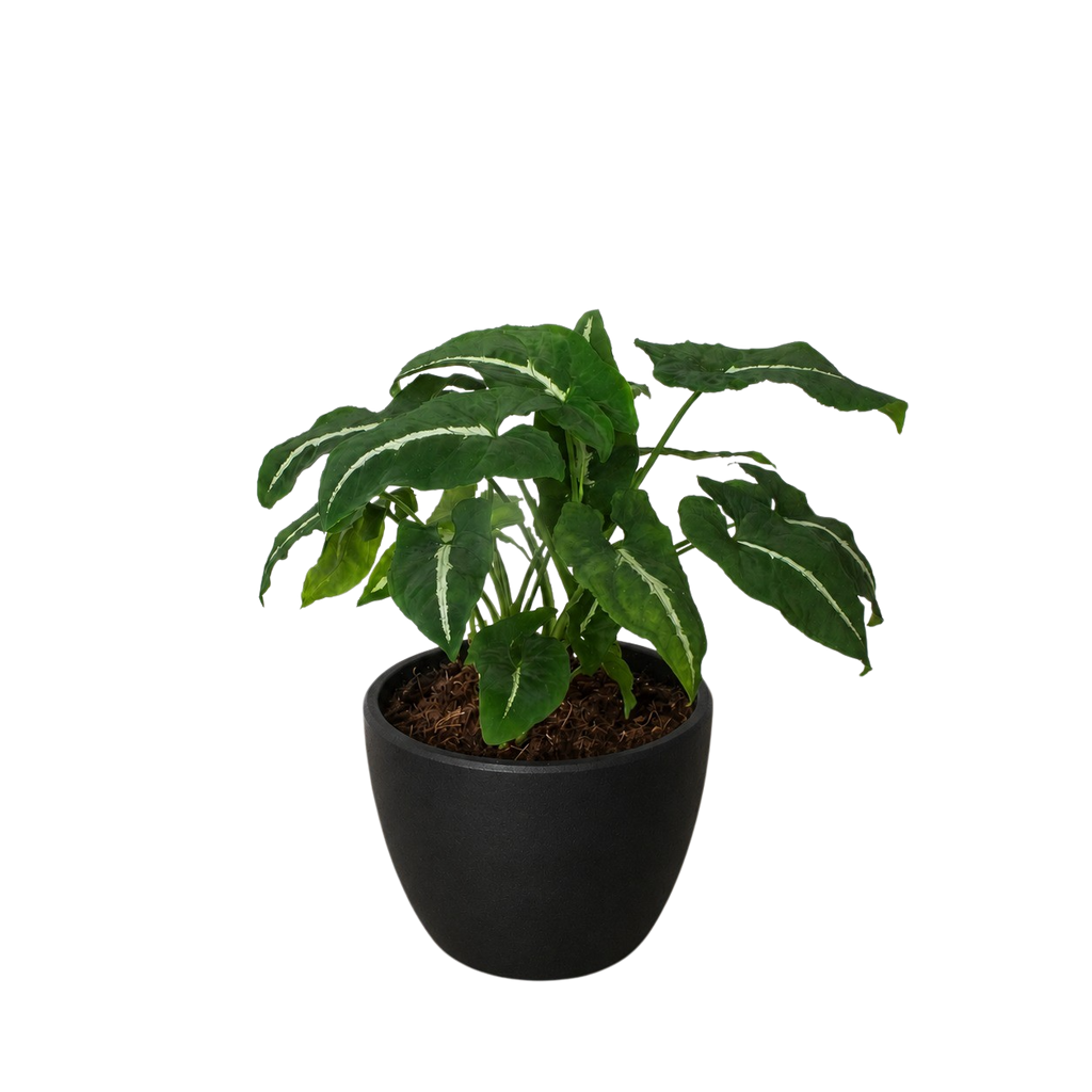 Syngonium wendlandii Black Velvet in a black decorative pot on a neutral surface showing dark spreading arrowhead foliage