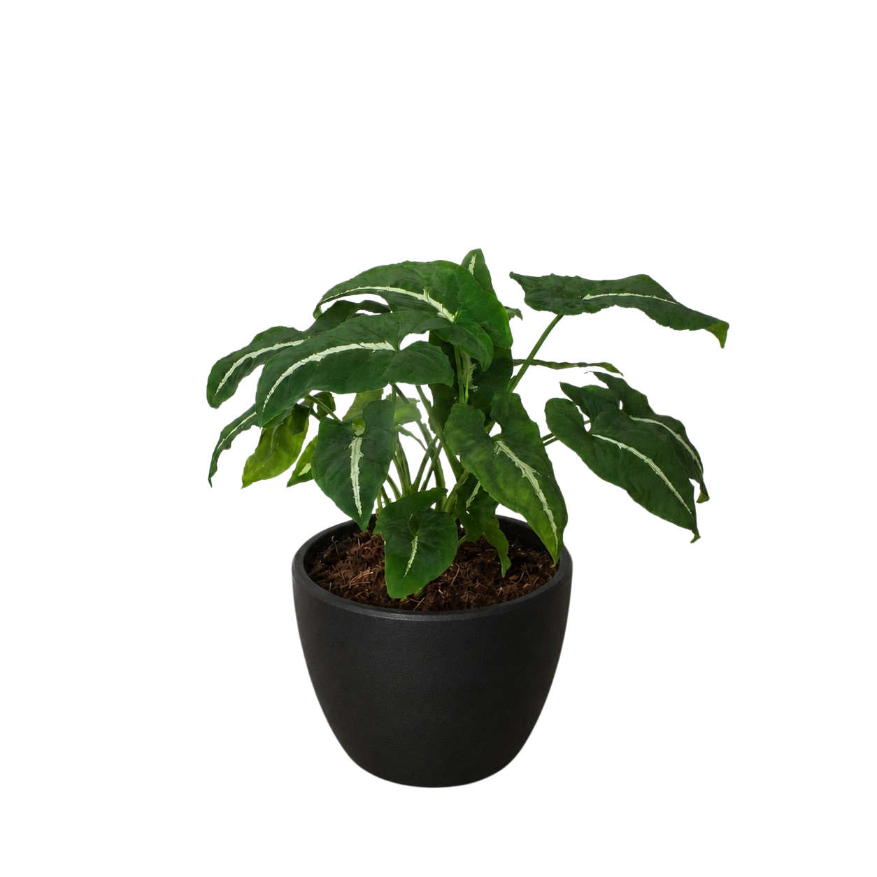 Syngonium wendlandii Black Velvet in a black decorative pot on a neutral surface showing dark spreading arrowhead foliage