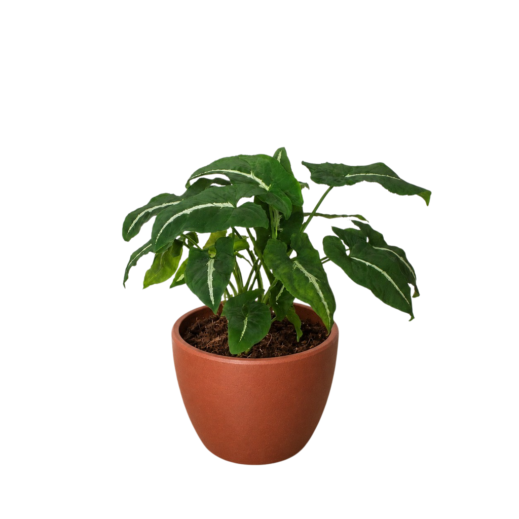 Syngonium wendlandii Black Velvet in a matte terracotta egg-shaped decorative pot on white background showing full spreading dark foliage