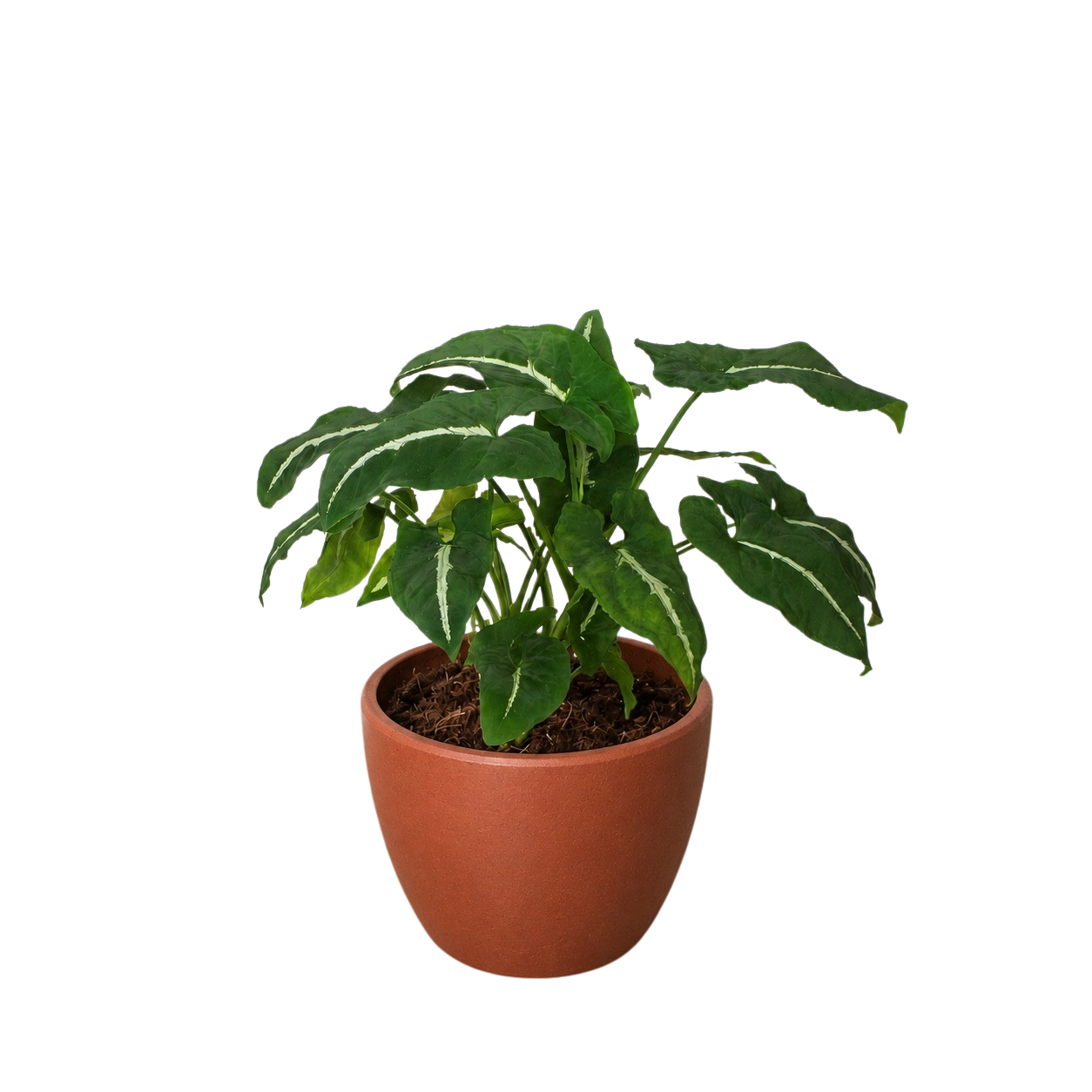 Syngonium wendlandii Black Velvet in a matte terracotta egg-shaped decorative pot on white background showing full spreading dark foliage