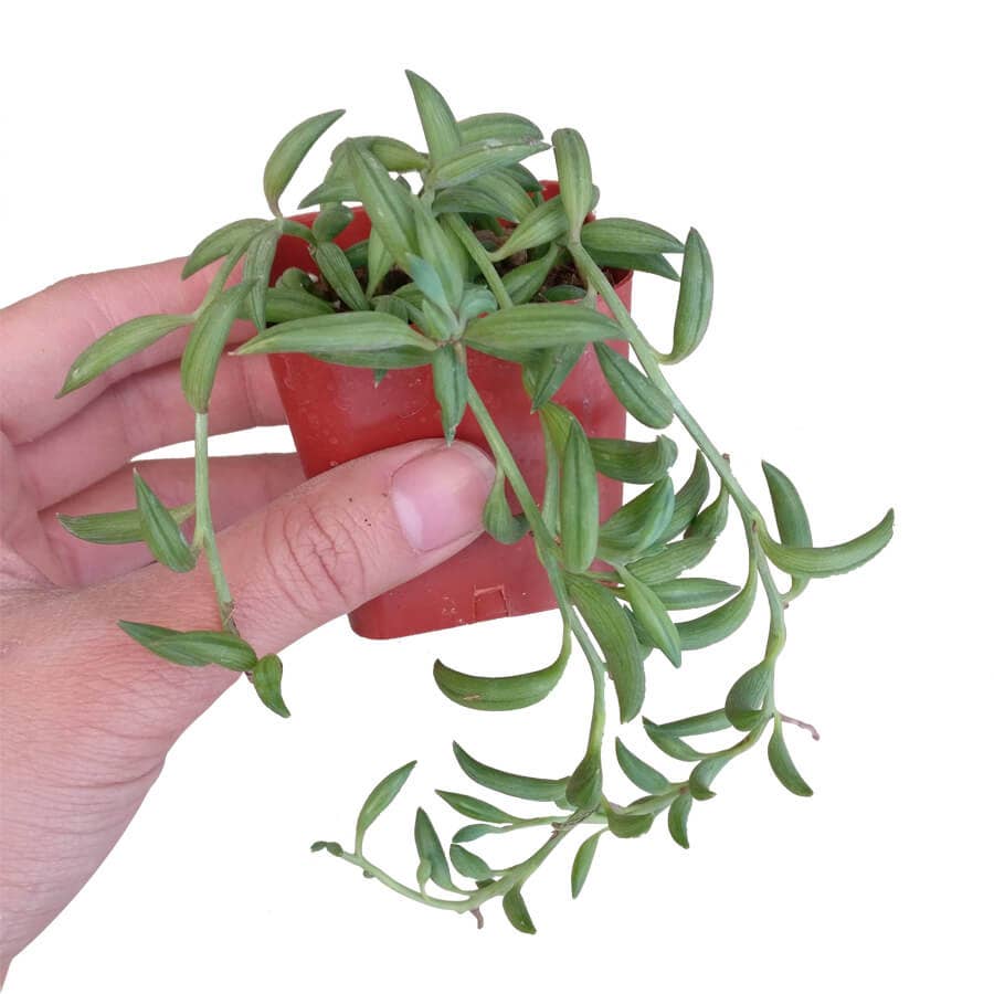 String of Bananas