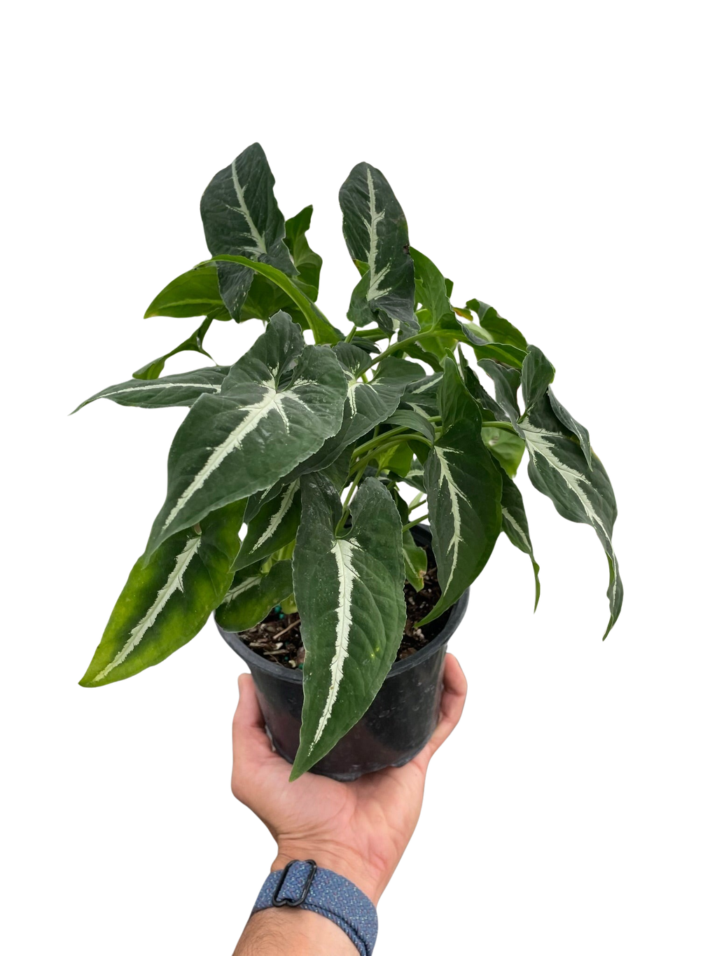 Hand holding a large Syngonium wendlandii Black Velvet in a black nursery pot showing lush dark arrowhead leaves with white veining on white background