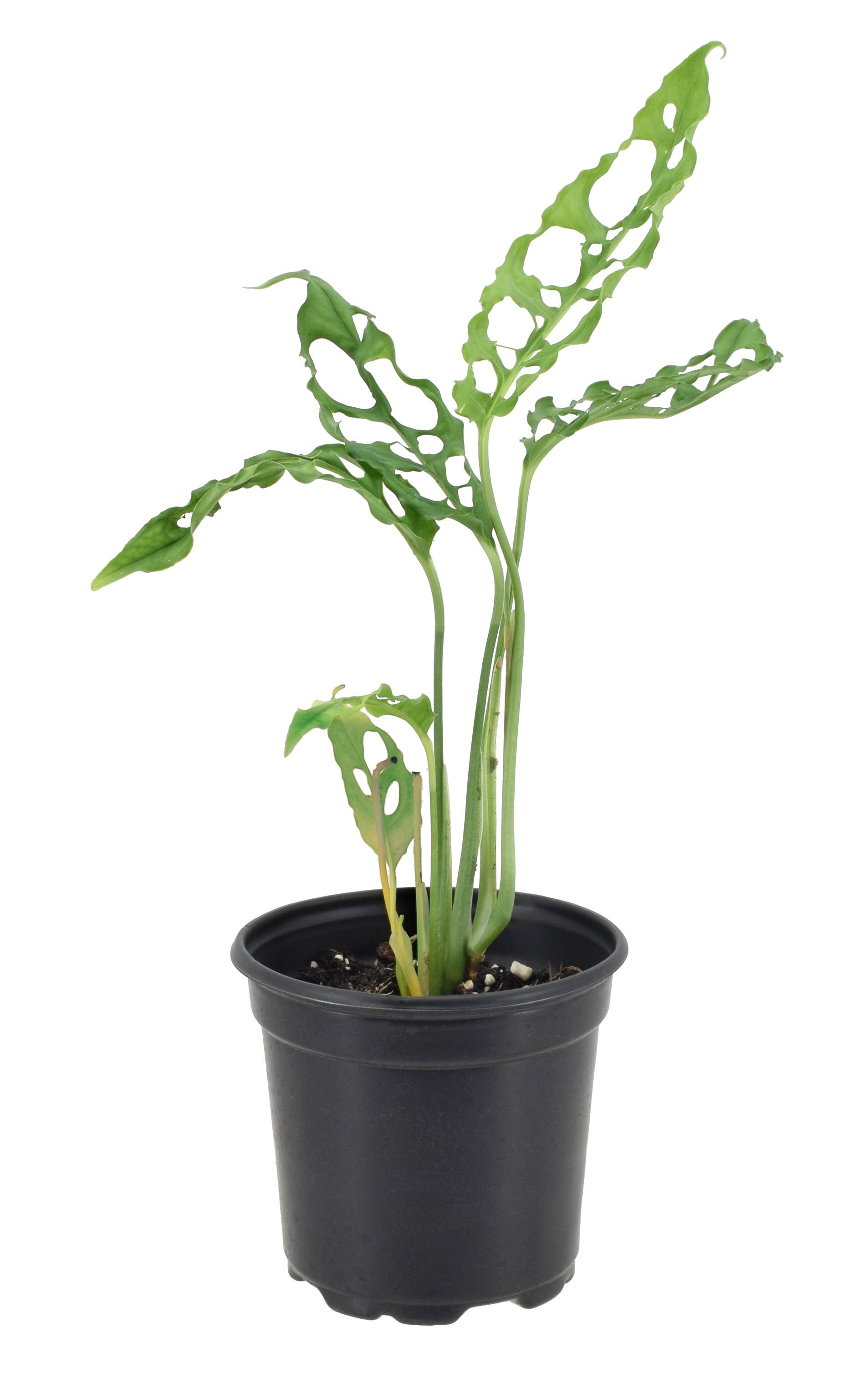 Monstera Obliqua Peru