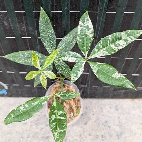 Pachira glabra 'Milky Way' variegated AKA Variegated Money Tree