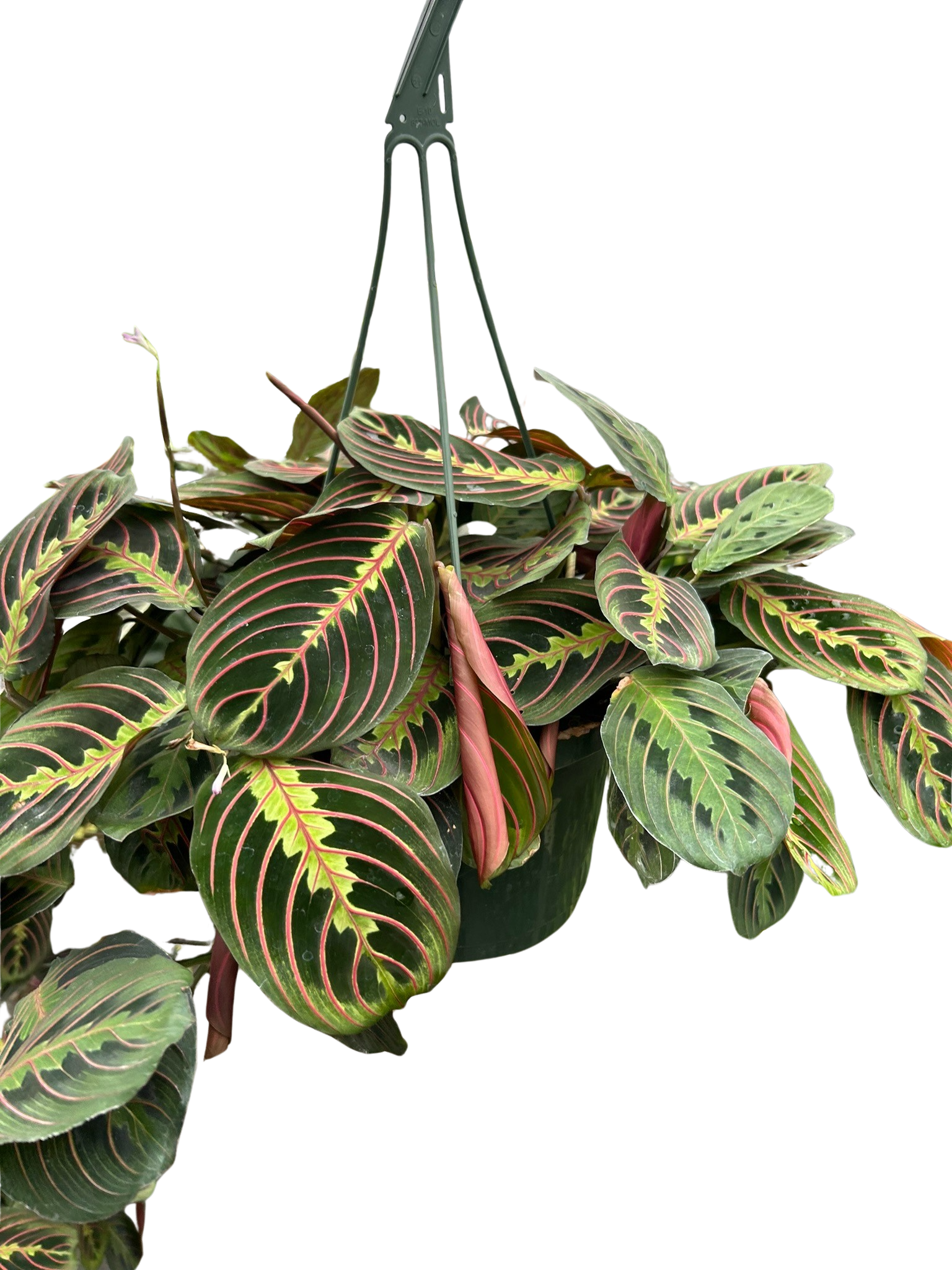 Maranta Red Prayer plant in a green hanging basket showing lush cascading patterned foliage with pink-red veining

