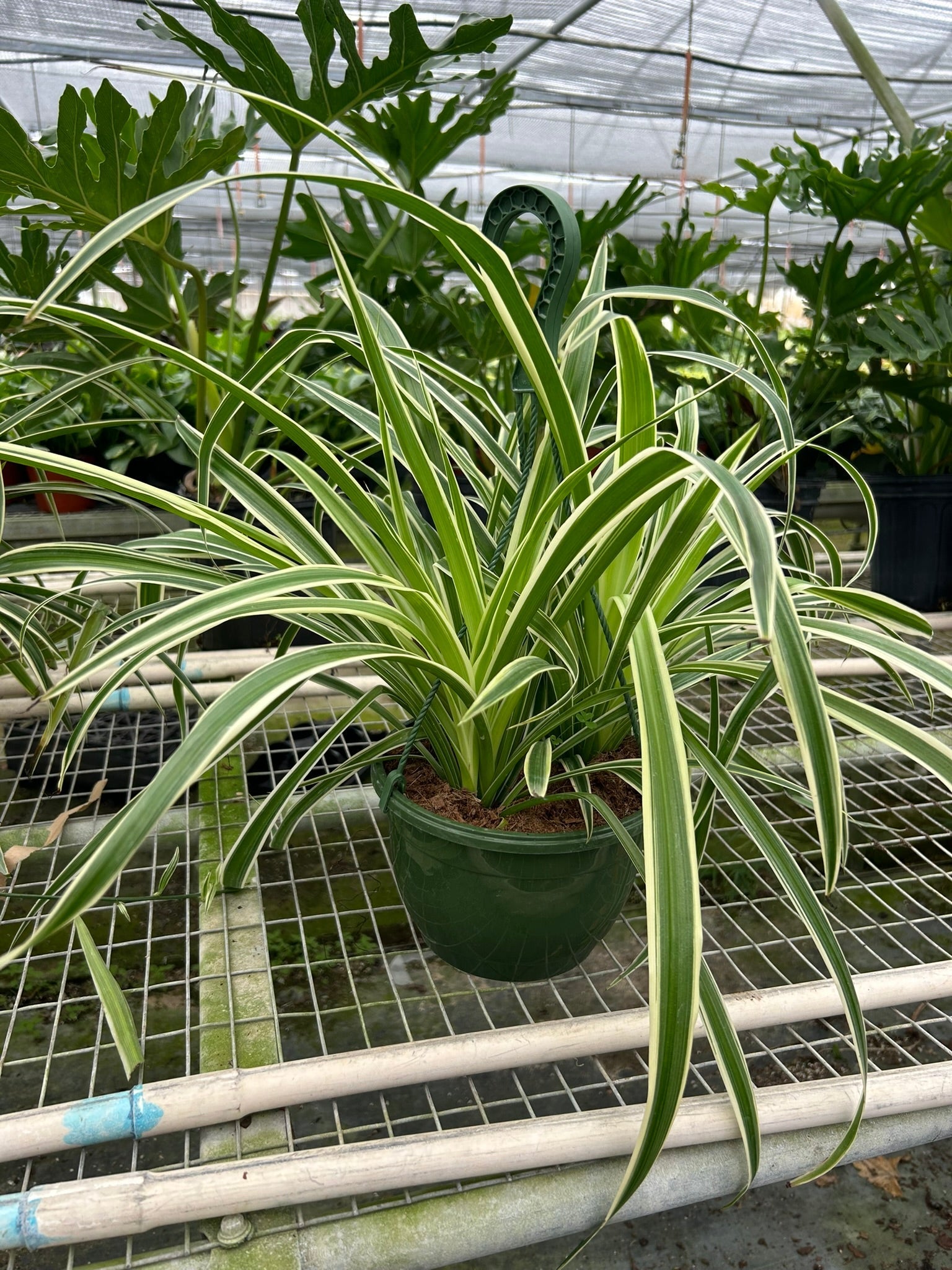 Reverse Spider Plant hanging display showing cascading foliage and baby plantlets on long stems