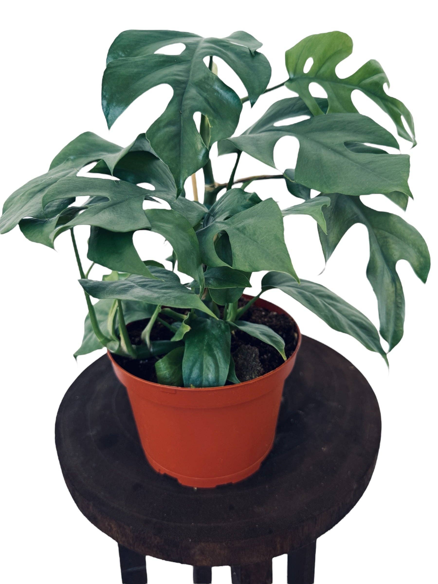 Blue Steel Monstera
