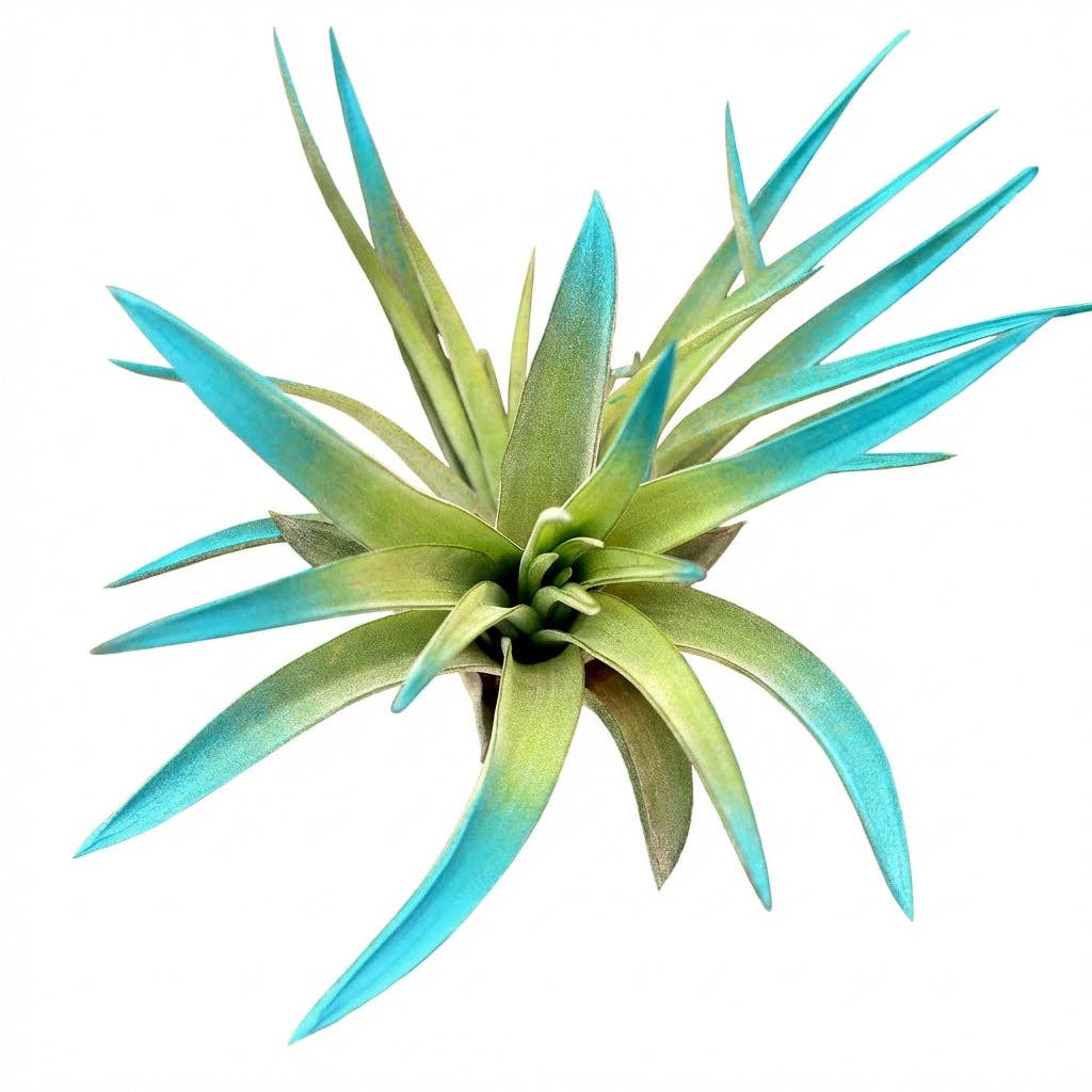 Tillandsia capitata Blue Raspberry