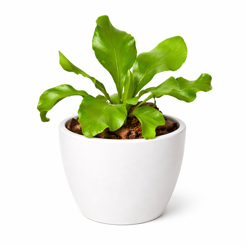 Bird's Nest Nidus Fern; Lush Sculptural Fern for Earthy Indoor Plant Styling