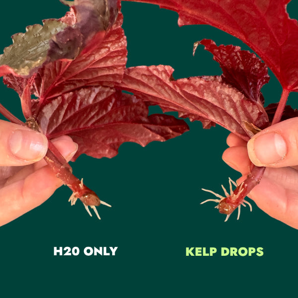 Ocean Made Kelp Drops | Plant Growth Concentrate