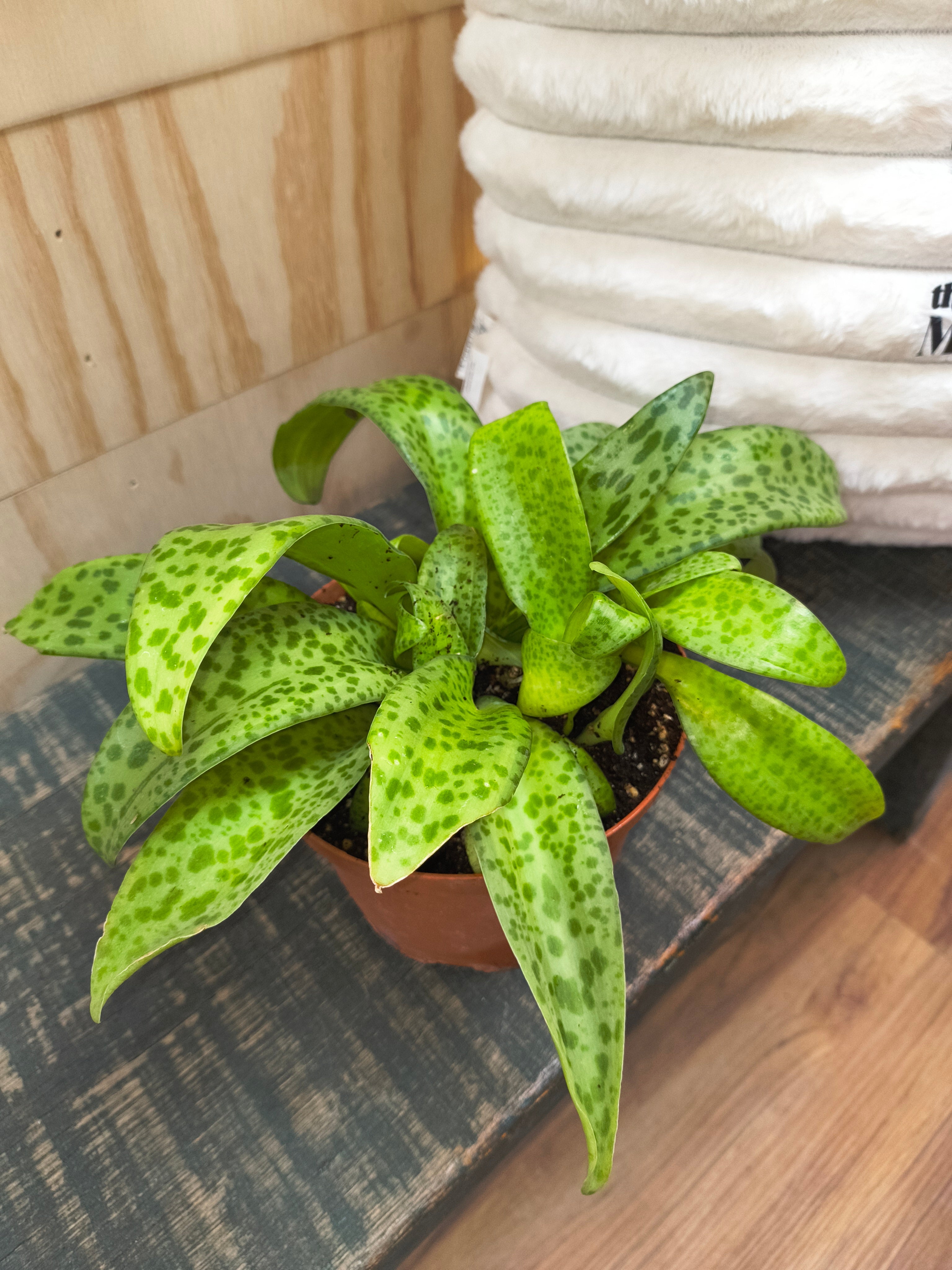 Variegated Resnova Humifusa