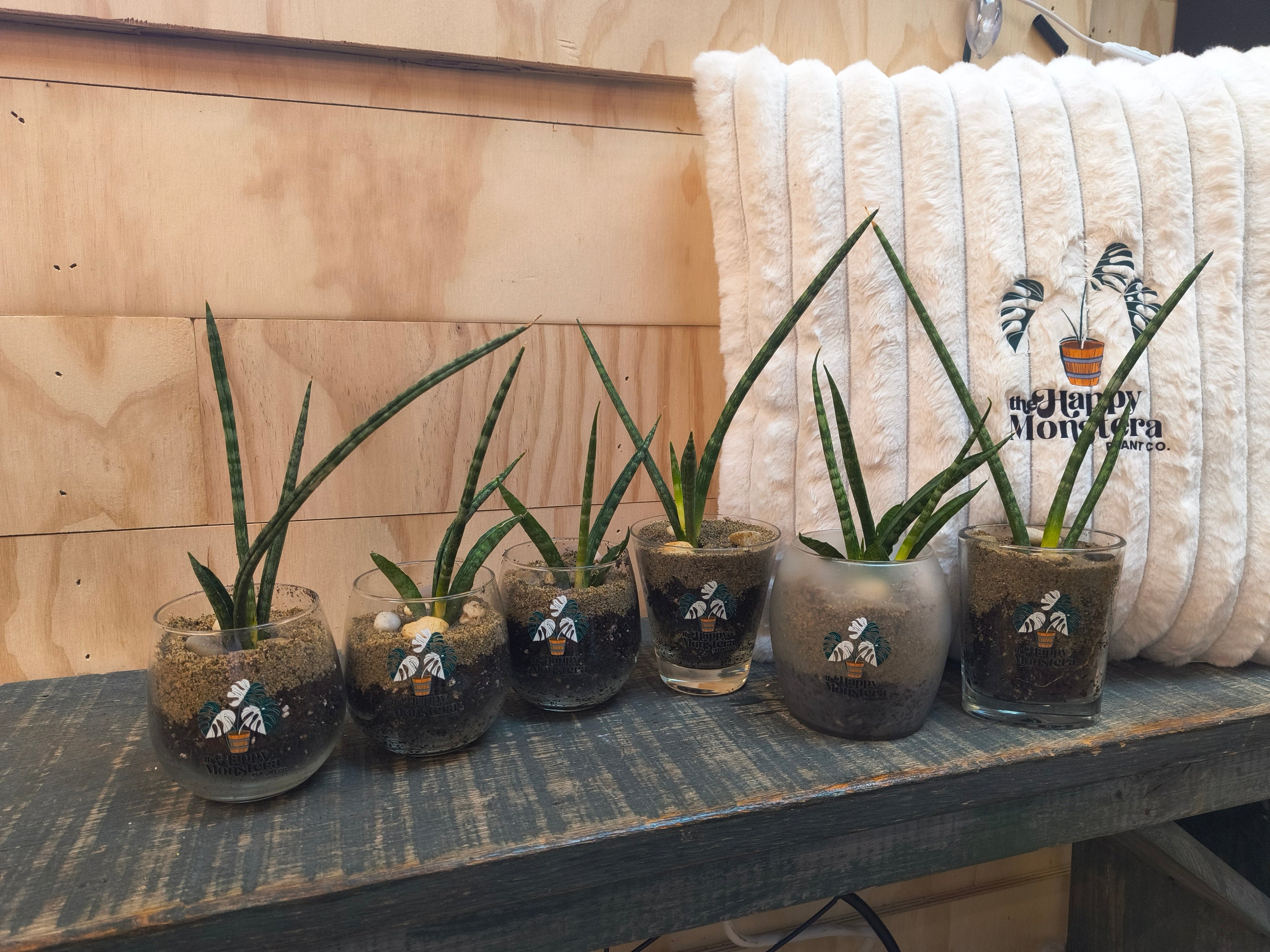 Sansevieria Torch Mikado