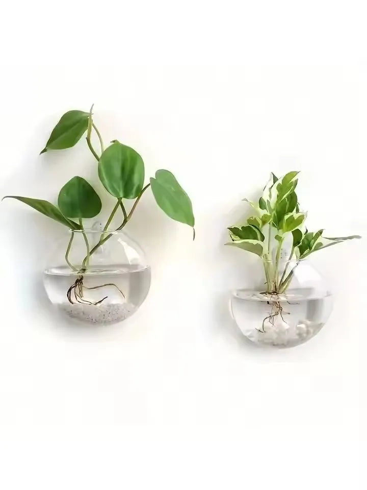 Two wall-mounted glass planters with green plants on a white background