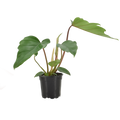 Philodendron Mayoi Hybrid