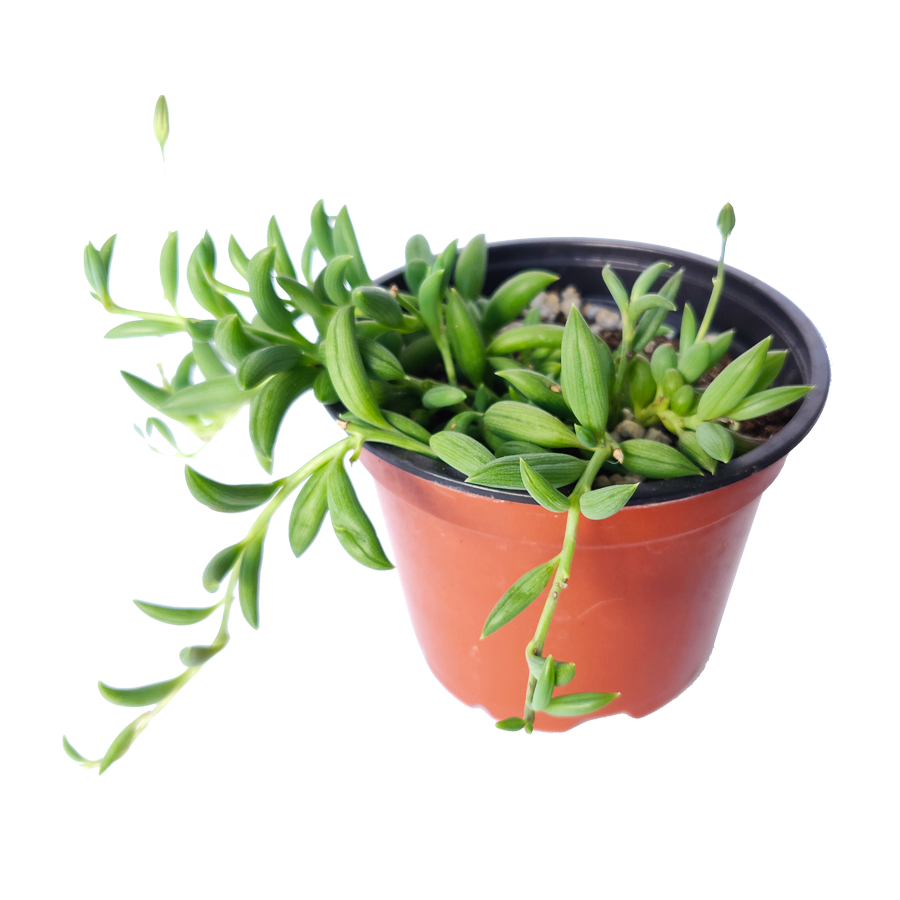 String of Bananas