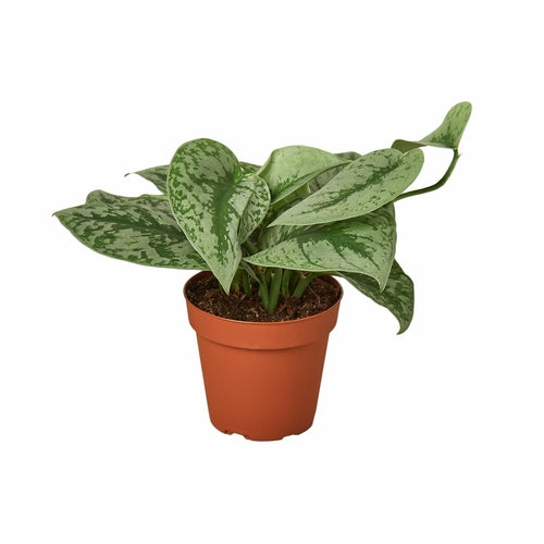 Pothos Silver Splash; Variegated Trailing Pothos for Moody Indoor Plant Displays