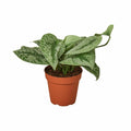 Pothos Silver Splash; Variegated Trailing Pothos for Moody Indoor Plant Displays