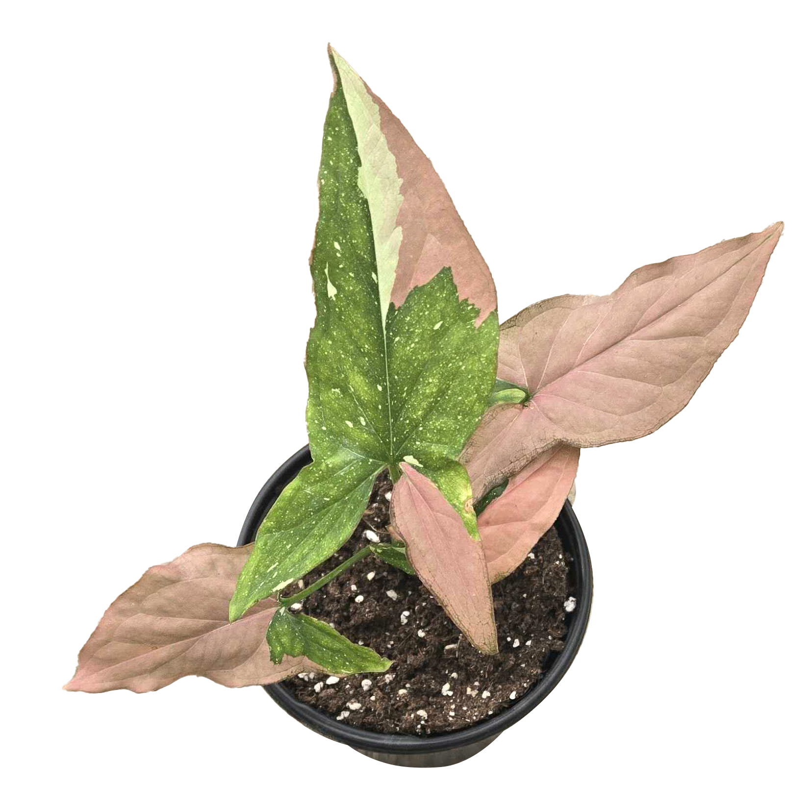Syngonium Tricolor