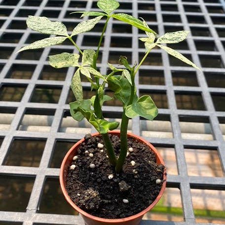 Pachira glabra 'Milky Way' variegated AKA Variegated Money Tree