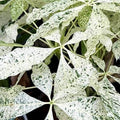 Pachira glabra 'Milky Way' variegated AKA Variegated Money Tree