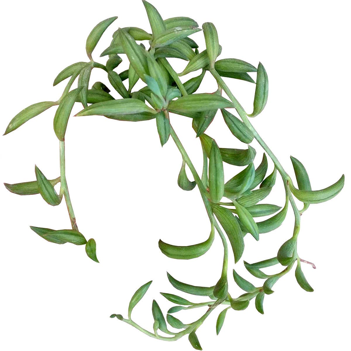 String of Bananas