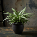 Pteris Cretica Albo Fern silver ribbon fern in a dark ceramic pot
