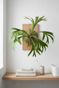 A green staghorn plant mounted on a rectangular wooden board, displayed on a white wall above a light wood shelf with folded towels, a small vase, and a white container.