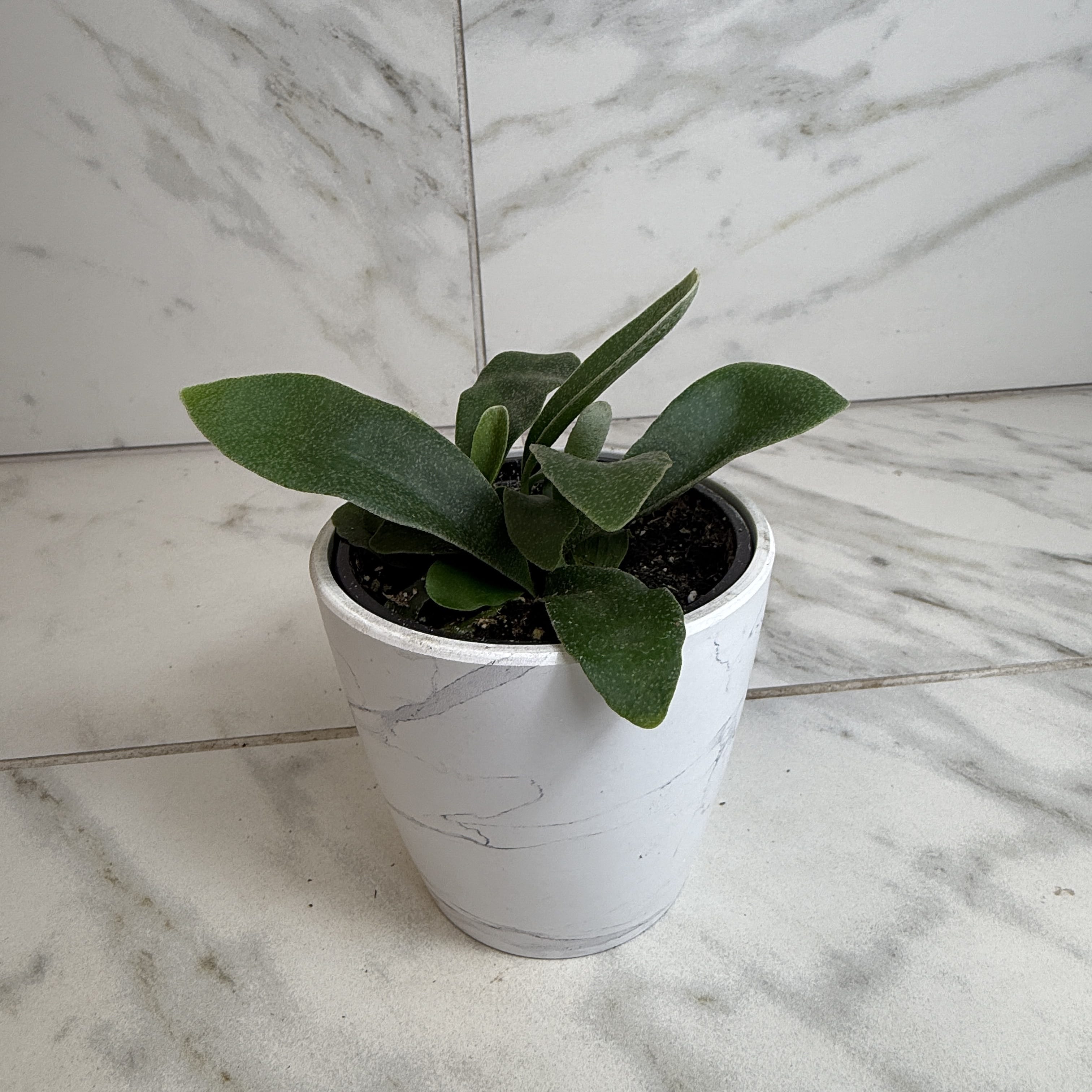 Platycerium Netherlands Staghorn Fern, 4" Plant