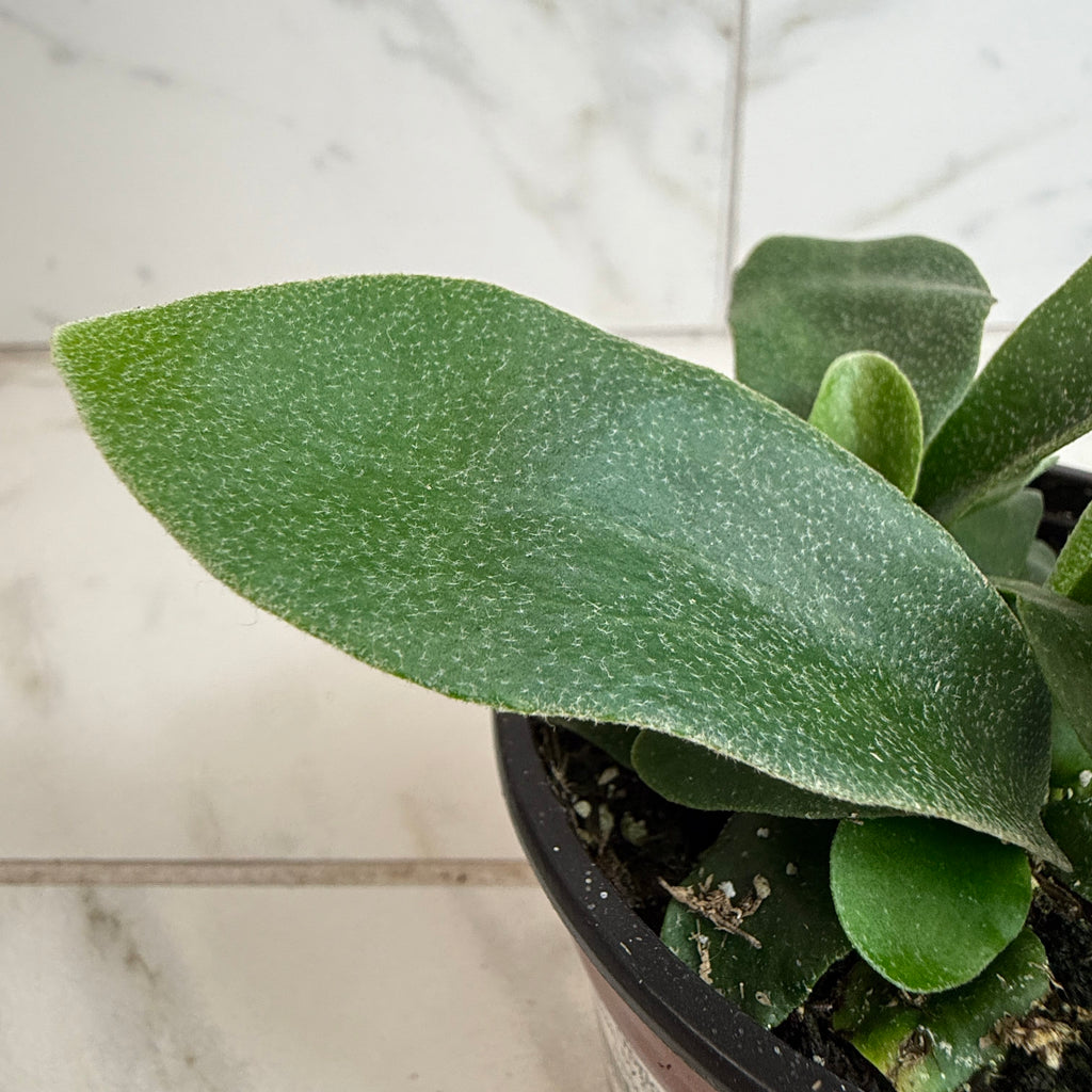 Platycerium Netherlands Staghorn Fern, 4" Plant