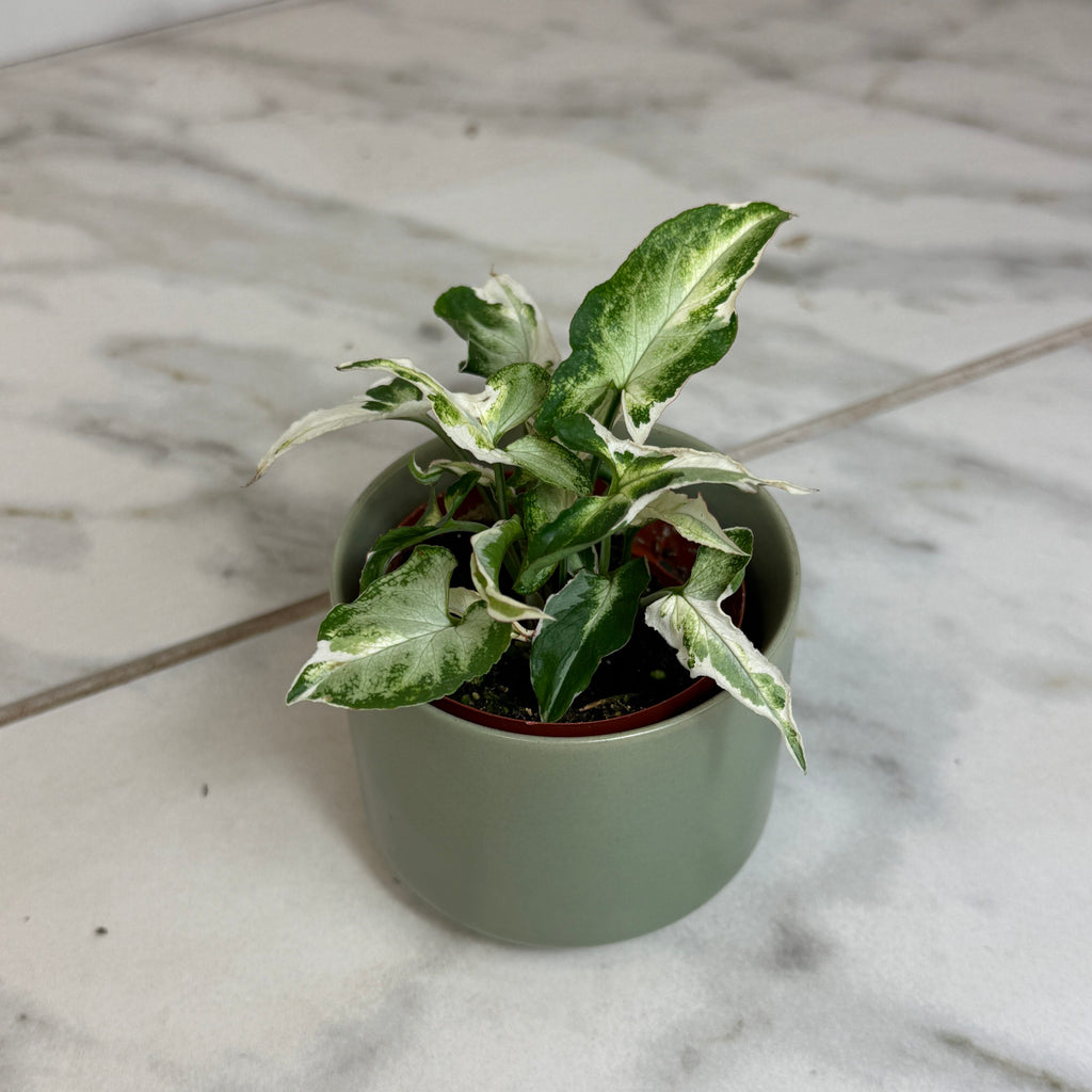 Syngonium Starlite, 2" Plant