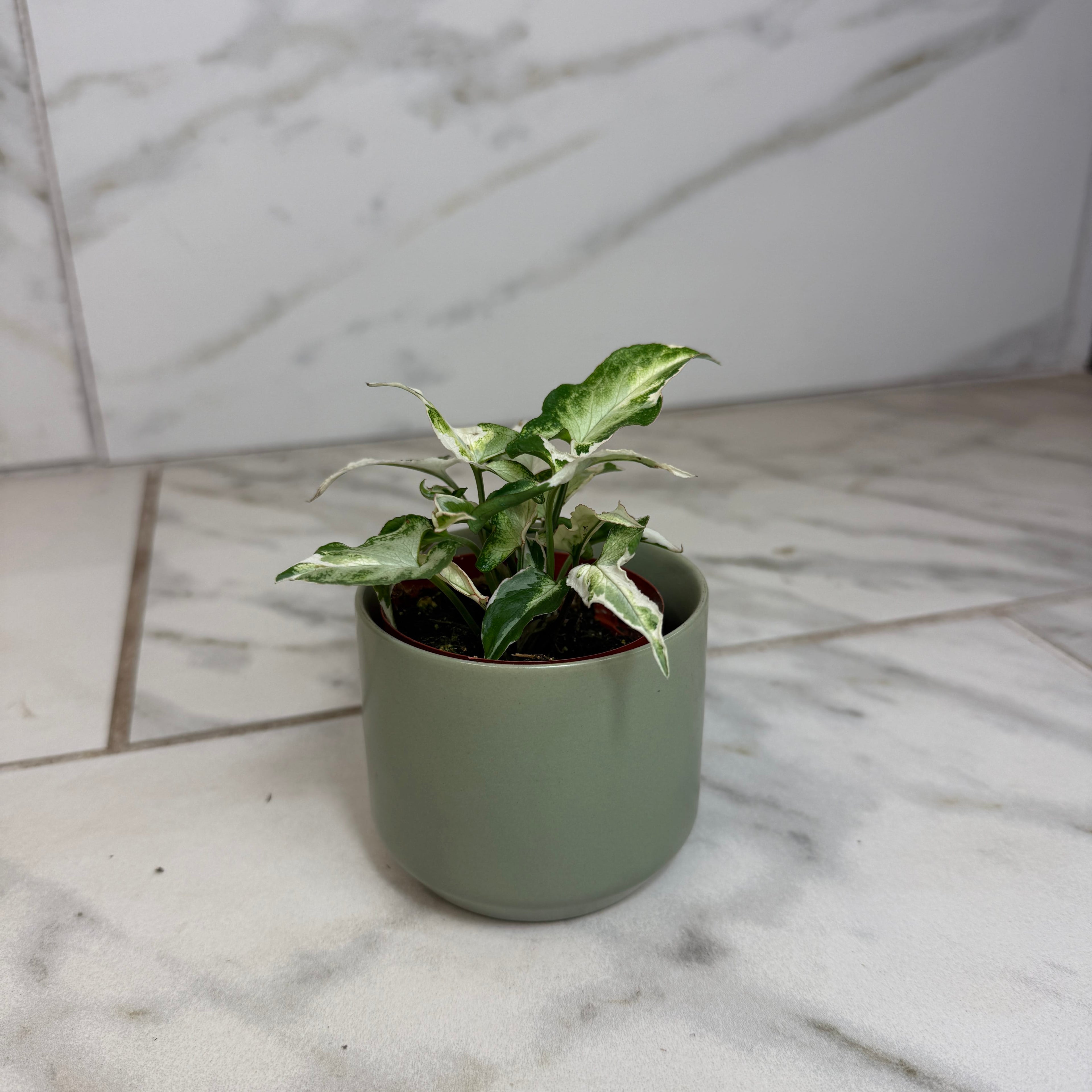 Syngonium Starlite, 2" Plant