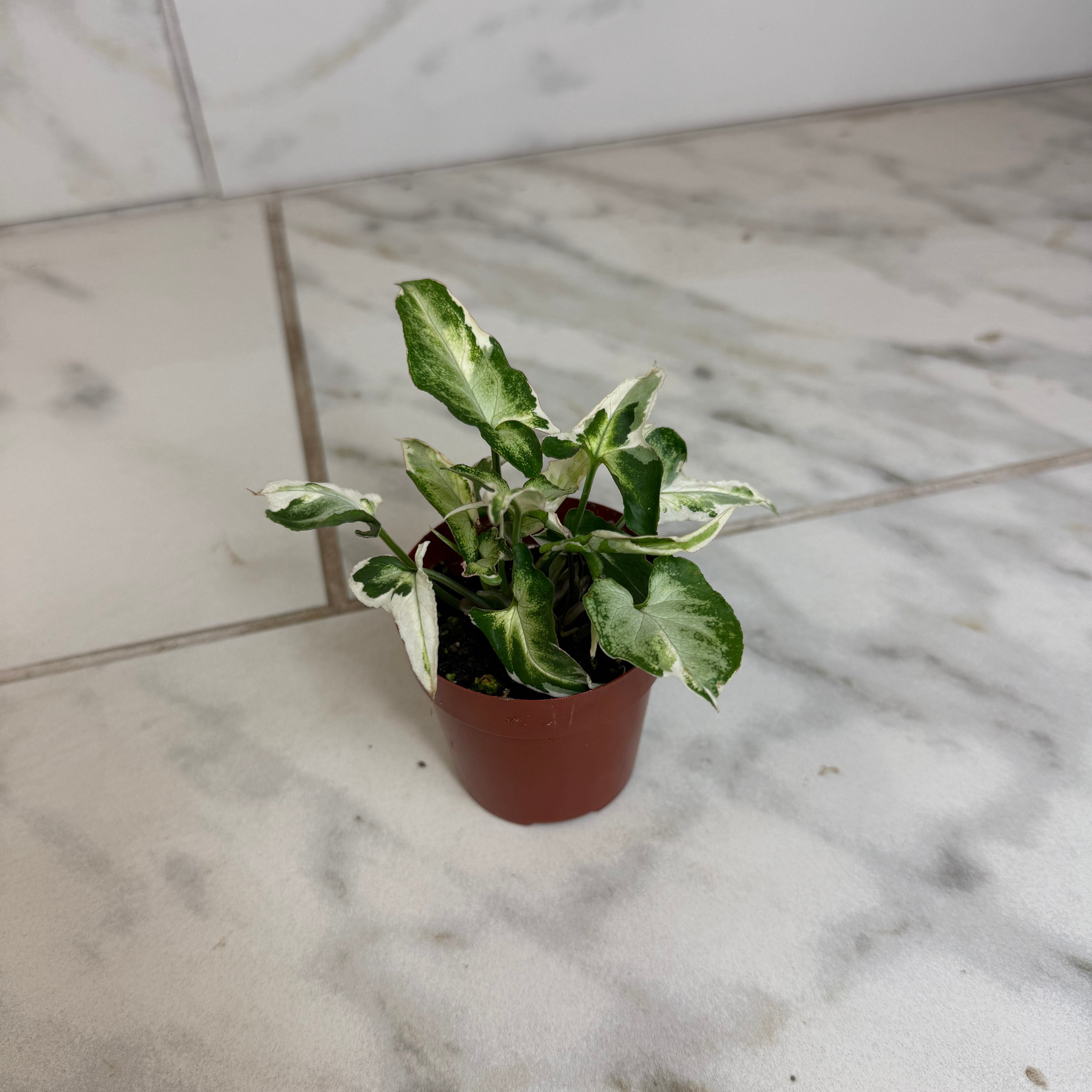 Syngonium Starlite, 2" Plant